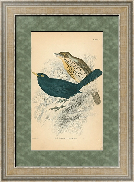 Постер Blackbird, song thrush с типом исполнения Акварель в раме в багетной раме 485.M40.584