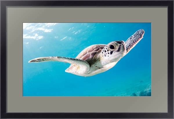 Постер Морская черепаха под водой с типом исполнения Под стеклом в багетной раме 221-01