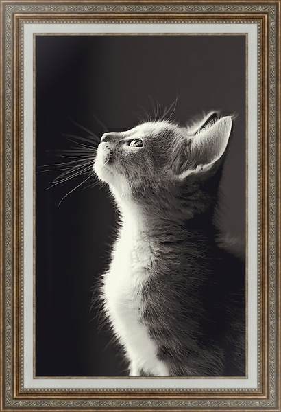 Постер Маленький серый котенок с типом исполнения На холсте в раме в багетной раме 595.M52.330