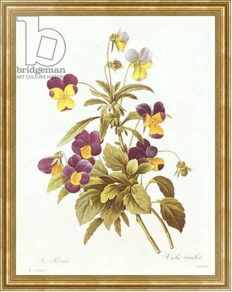 Постер Viola Tricolour с типом исполнения На холсте в раме в багетной раме NA033.1.051