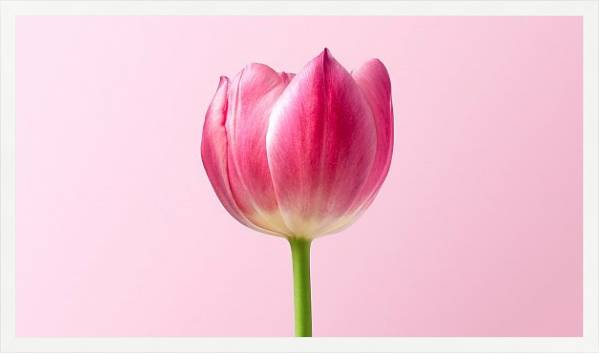 Постер Розовый тюльпан на розовом с типом исполнения На холсте в раме в багетной раме 1727.7010