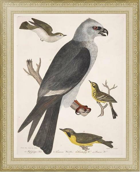 Постер Птицы Америки Уилсона 25 с типом исполнения Акварель в раме в багетной раме 484.M48.725