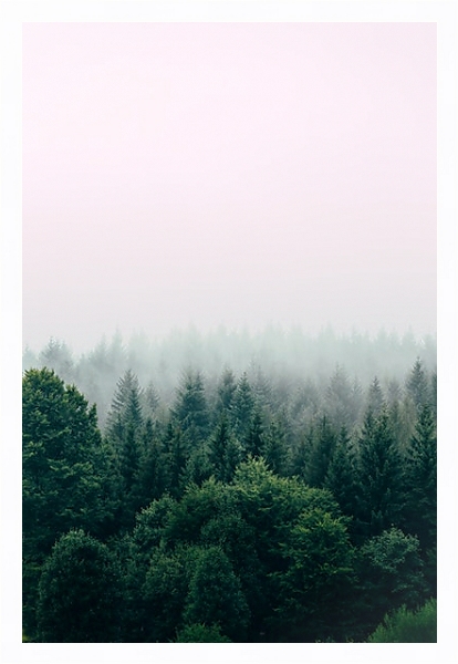 Постер Зеленый хвойный лес в тумане с типом исполнения На холсте в раме в багетной раме 221-03