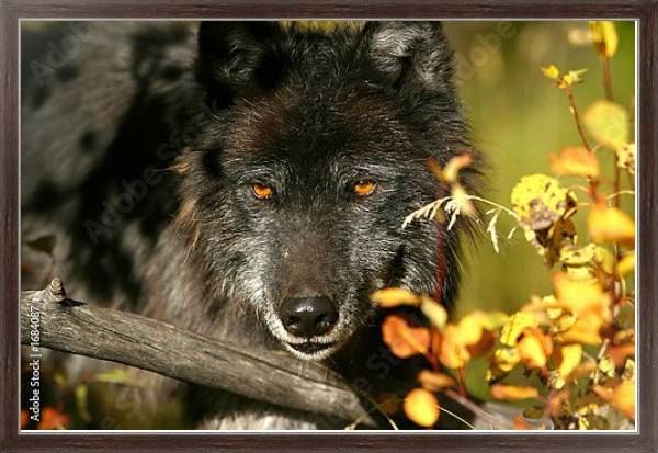 Постер Черный волк с золотыми глазами с типом исполнения На холсте в раме в багетной раме 221-02