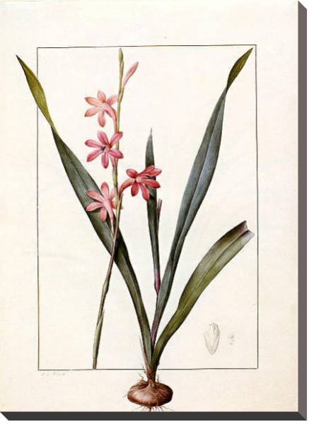 Постер Gladiolus merianus с типом исполнения На холсте без рамы