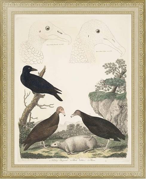 Постер Птицы Америки Уилсона 76 с типом исполнения Акварель в раме в багетной раме 484.M48.725