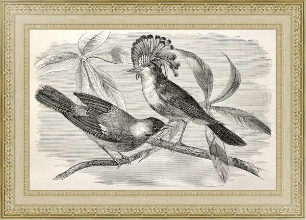 Постер Royal flycatcher (Onychorhynchus coronatus). Created by Riou, after Rouyer and Badoursau, published  с типом исполнения Акварель в раме в багетной раме 484.M48.725