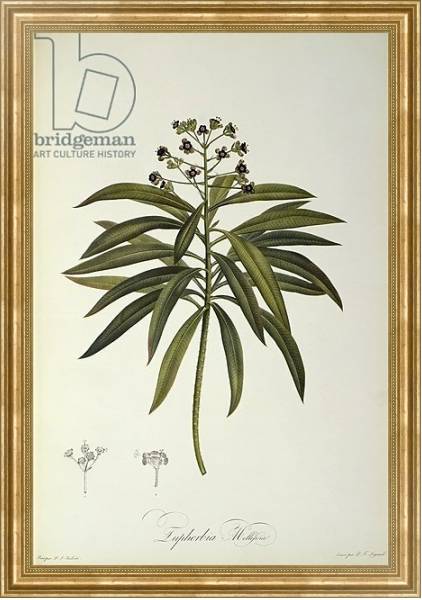 Постер Euphorbia Mellifera, from `Le Jardin de la Malmaison', 1802 с типом исполнения На холсте в раме в багетной раме NA033.1.051