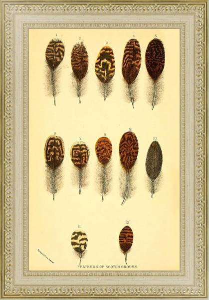 Постер Feathers of Scotch Grouse с типом исполнения Акварель в раме в багетной раме 484.M48.725
