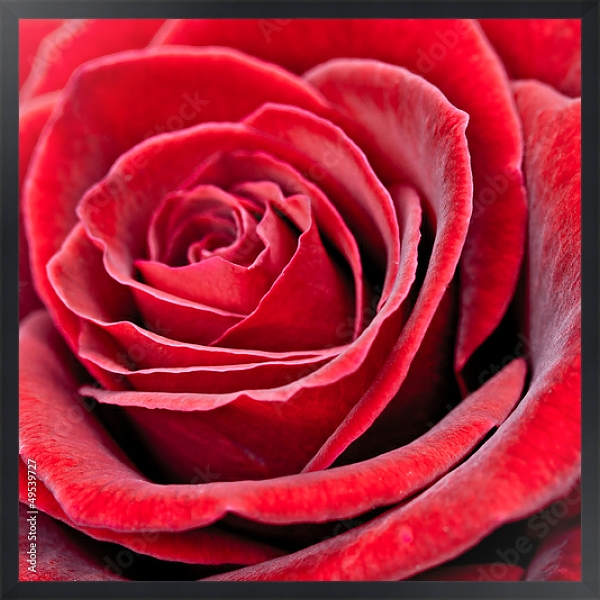Постер Красная роза 2 с типом исполнения На холсте в раме в багетной раме 1727.8010