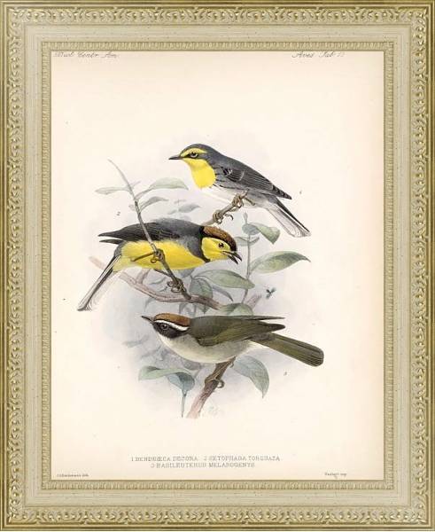 Постер Птицы J. G. Keulemans №11 с типом исполнения Акварель в раме в багетной раме 484.M48.725