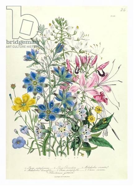 Постер Cornflower, plate 15 from 'The Ladies' Flower Garden', published 1842 с типом исполнения На холсте в раме в багетной раме 221-03