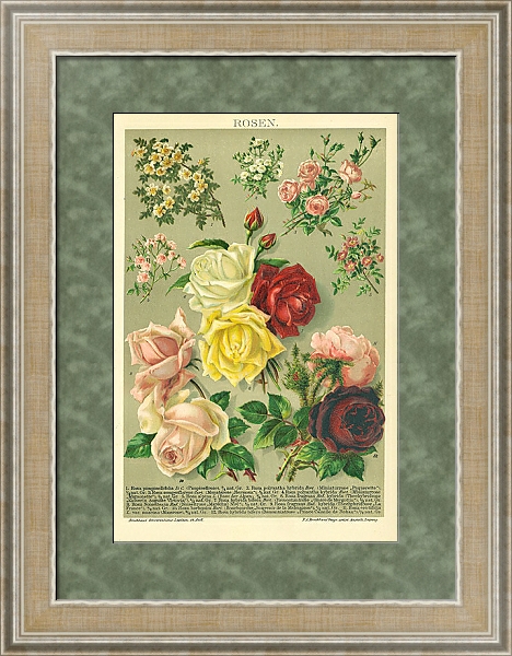 Постер Розы 1 с типом исполнения Акварель в раме в багетной раме 485.M40.584