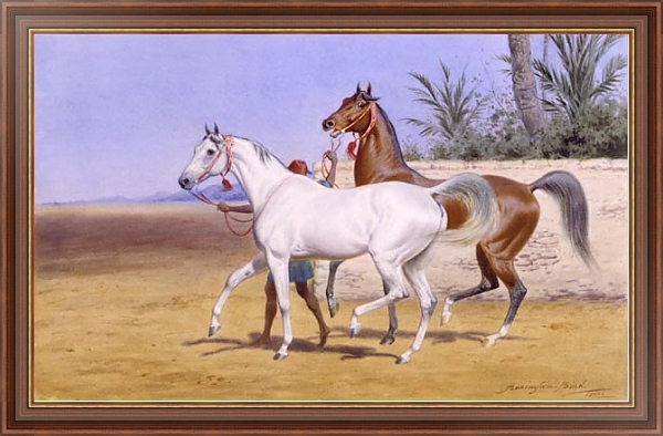 Постер Выгуливание арабских скакунов с типом исполнения На холсте в раме в багетной раме 35-M719P-83