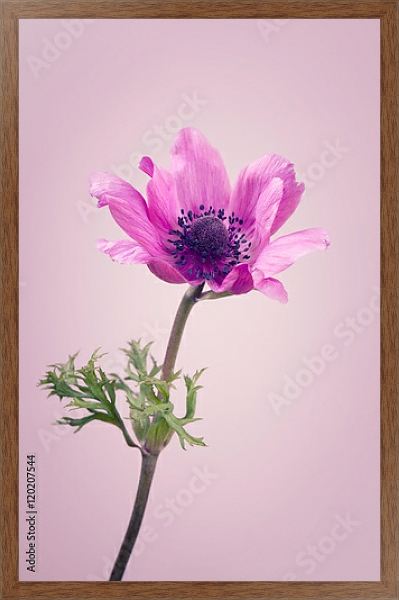 Постер Фиолетовый цветок на розовом фоне с типом исполнения На холсте в раме в багетной раме 1727.4310