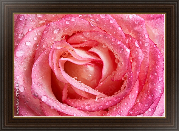 Постер Розовая роза с каплями №2 с типом исполнения На холсте в раме в багетной раме 1.023.151