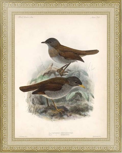 Постер Птицы J. G. Keulemans №2 с типом исполнения Акварель в раме в багетной раме 484.M48.725