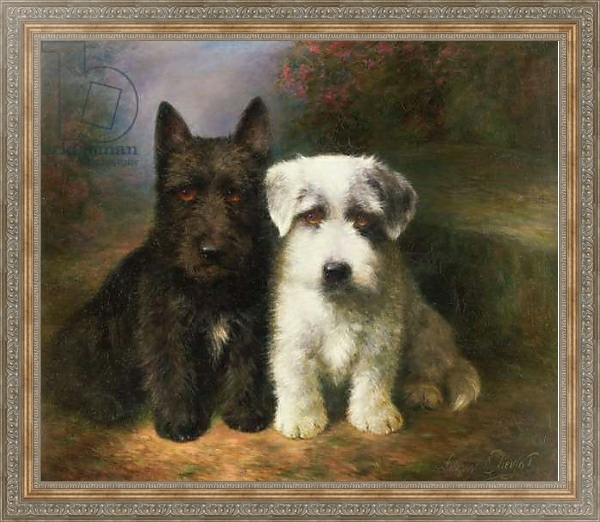 Постер A Scottish and a Sealyham Terrier с типом исполнения На холсте в раме в багетной раме 484.M48.310