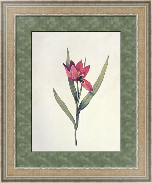 Постер Tulipa agenensis DC с типом исполнения Акварель в раме в багетной раме 485.M40.584