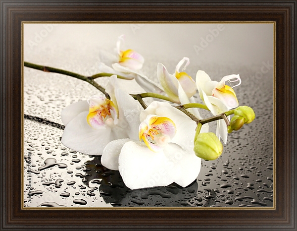 Постер Орхидеи 25 с типом исполнения На холсте в раме в багетной раме 1.023.151