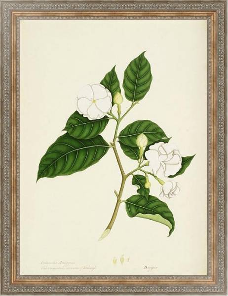 Постер Tabernaemontana divaricata с типом исполнения На холсте в раме в багетной раме 484.M48.310