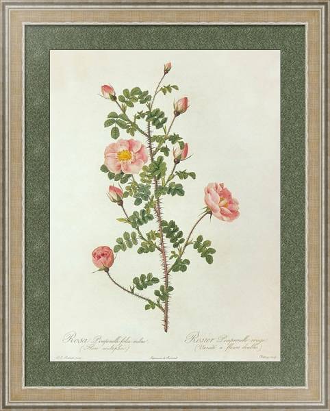 Постер Rosa Pempinellifolia L. 'Double Pink Scotch Briar' с типом исполнения Акварель в раме в багетной раме 485.M40.584