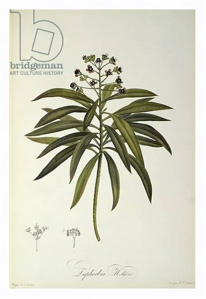 Постер Euphorbia Mellifera, from `Le Jardin de la Malmaison', 1802 с типом исполнения На холсте в раме в багетной раме 221-03