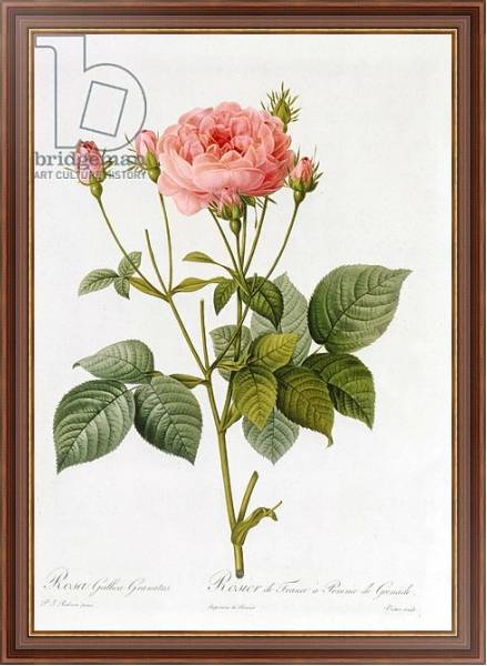 Постер Rosa Gallica Granatus, from 'Les Roses', vol II, 1821 с типом исполнения На холсте в раме в багетной раме 35-M719P-83