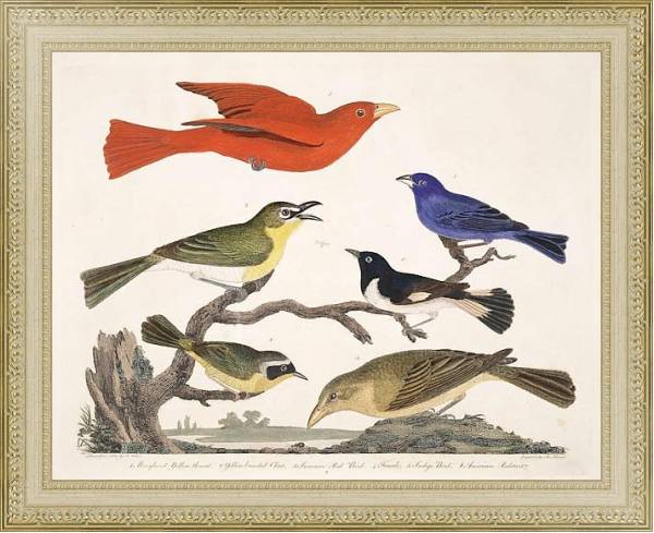 Постер Птицы Америки Уилсона 6 с типом исполнения Акварель в раме в багетной раме 484.M48.725