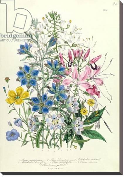 Постер Cornflower, plate 15 from 'The Ladies' Flower Garden', published 1842 с типом исполнения На холсте без рамы