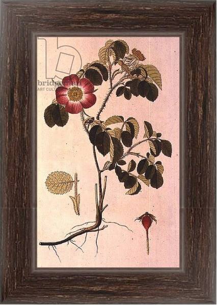 Постер Rosa Pumila, from 'Les Roses' Vol II, 19th century с типом исполнения На холсте в раме в багетной раме 221-02