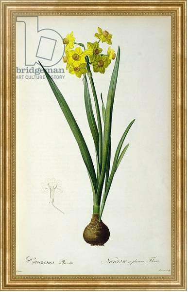 Постер Narcissus Lazetta, from `'Plantae Selectae' by Christoph Jakob Trew, published 175-53 с типом исполнения На холсте в раме в багетной раме NA033.1.051