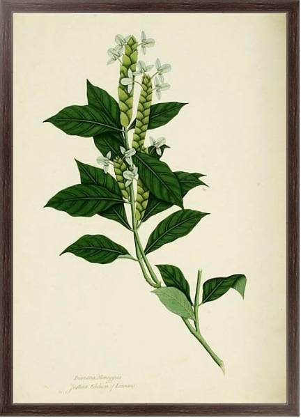 Постер Ecbolium linneanum с типом исполнения На холсте в раме в багетной раме 221-02