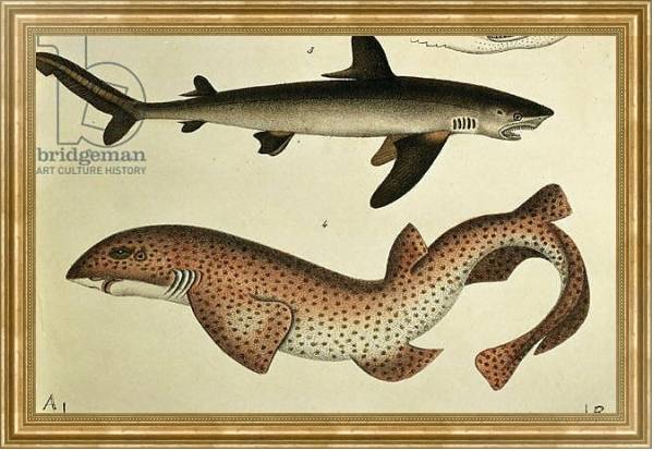 Постер Lesser Spotted Dogfish, Pl.93 from 'Naturgeschichte und Abbildung der Fische' by H.R. Schinz, 1836 с типом исполнения На холсте в раме в багетной раме NA033.1.051