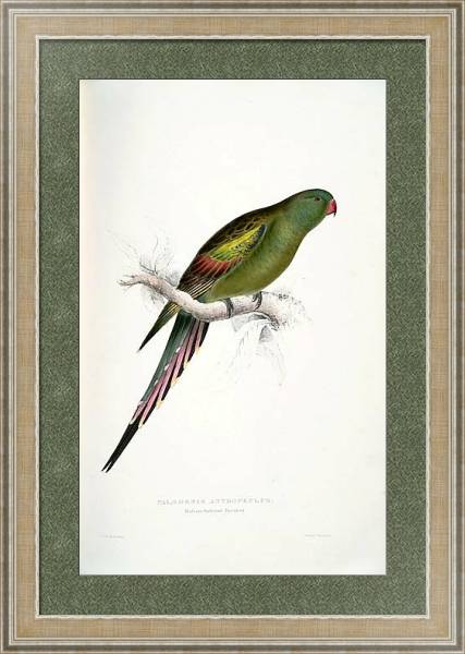 Постер Parrots by E.Lear  #26 с типом исполнения Акварель в раме в багетной раме 485.M40.584