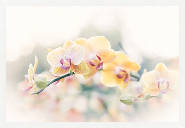 Постер Желтые орхидеи на ветке с типом исполнения На холсте в раме в багетной раме 1727.7010