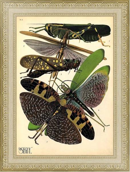 Постер Insects by E. A. Seguy №19 с типом исполнения Акварель в раме в багетной раме 484.M48.725