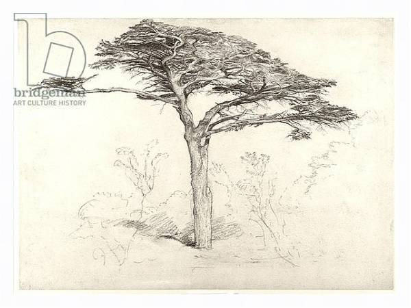 Постер Old Cedar Tree in Botanic Garden, Chelsea, 1854 с типом исполнения На холсте в раме в багетной раме 221-03
