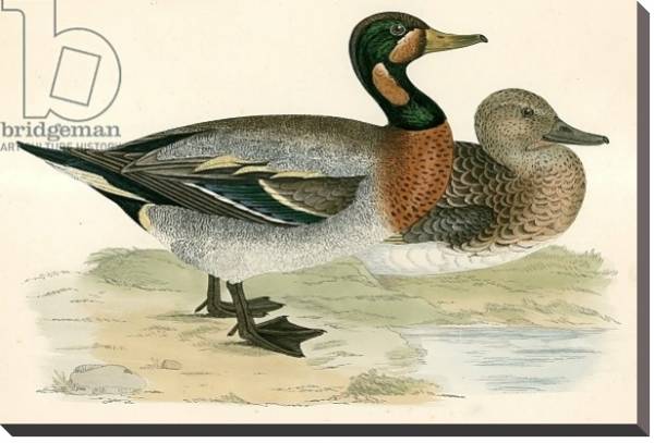 Постер Bimaculated Duck с типом исполнения На холсте без рамы