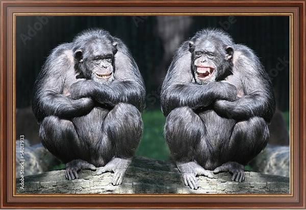 Постер Два смеющихся шимпанзе  с типом исполнения На холсте в раме в багетной раме 35-M719P-83