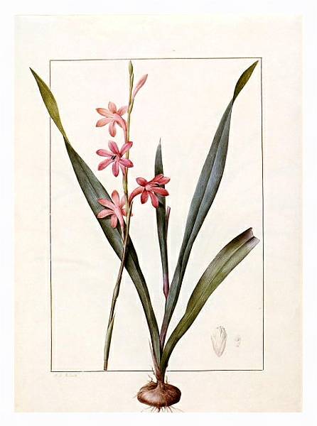 Постер Gladiolus merianus с типом исполнения На холсте в раме в багетной раме 221-03