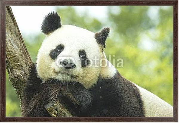 Постер Задумчивая панда на ветке с типом исполнения На холсте в раме в багетной раме 221-02