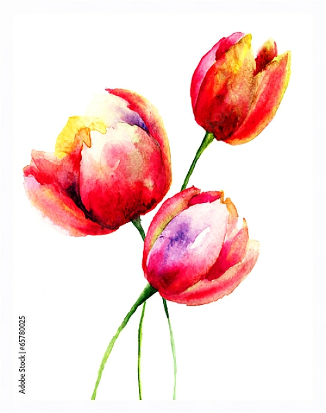 Постер Акварель. Красные тюльпаны с типом исполнения На холсте в раме в багетной раме 221-03