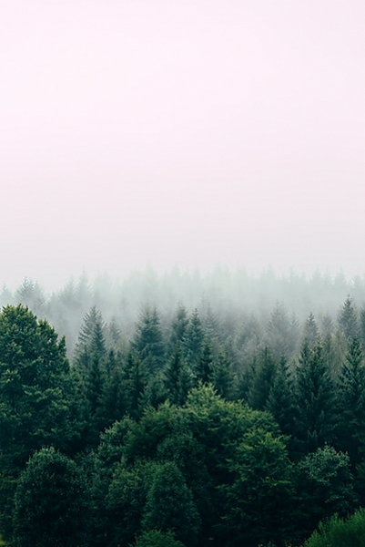 Постер Зеленый хвойный лес в тумане с типом исполнения На холсте без рамы