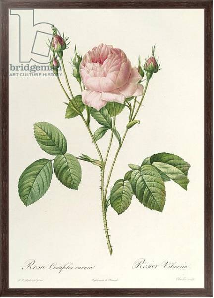Постер Rosa Centifolia Carnea, from'Les Roses', 19th century с типом исполнения На холсте в раме в багетной раме 221-02