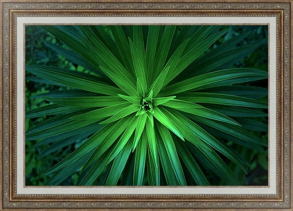 Постер Зеленые острые листья с типом исполнения На холсте в раме в багетной раме 595.M52.330