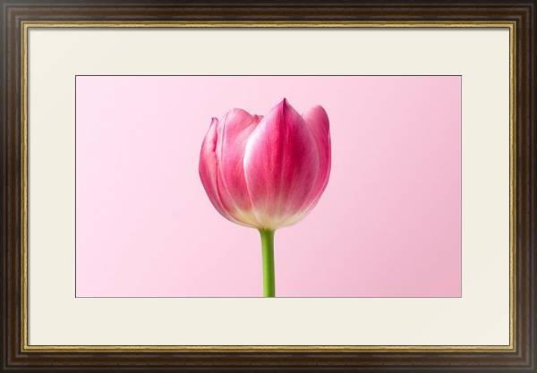 Постер Розовый тюльпан на розовом с типом исполнения Под стеклом в багетной раме 1.023.036
