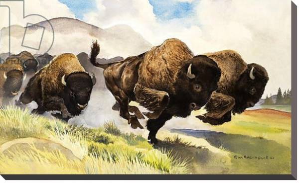 Постер These buffalo are bison, 1962 с типом исполнения На холсте без рамы