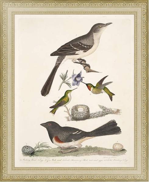 Постер Птицы Америки Уилсона 10 с типом исполнения Акварель в раме в багетной раме 484.M48.725