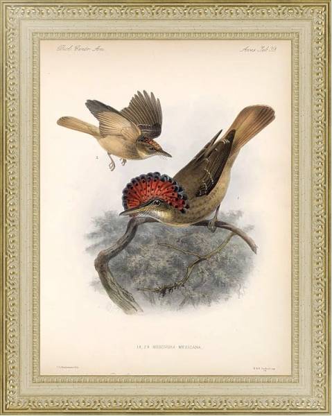 Постер Птицы J. G. Keulemans №41 с типом исполнения Акварель в раме в багетной раме 484.M48.725